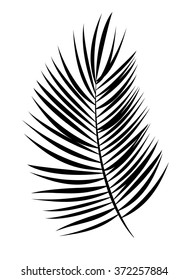 Detail Palm Leaf Silhouette Png Nomer 16