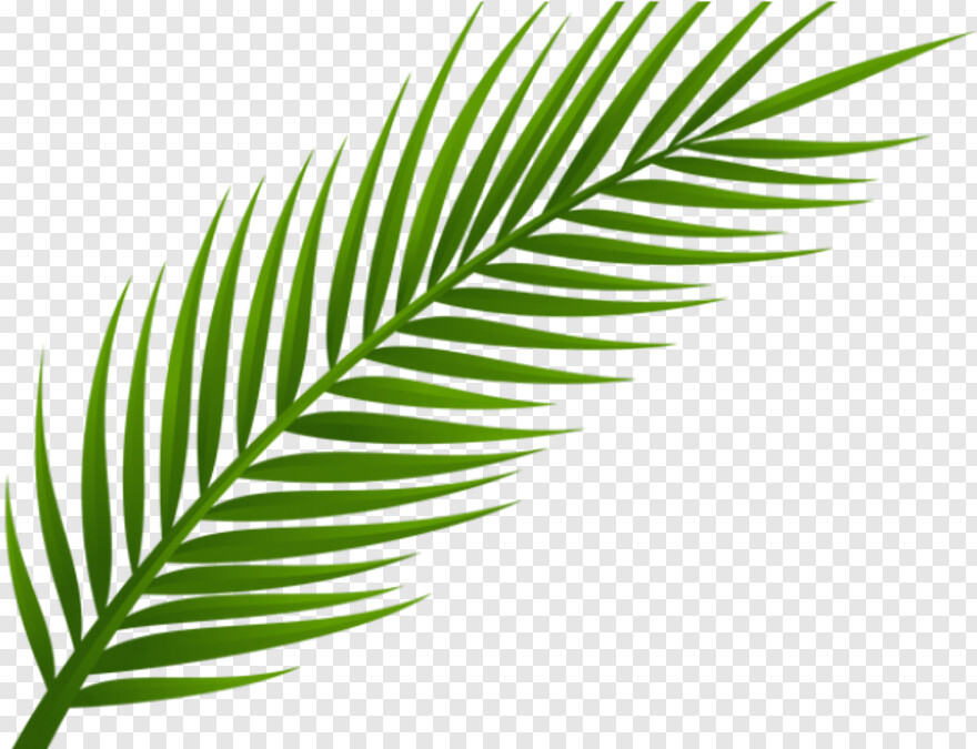 Detail Palm Leaf Silhouette Png Nomer 21