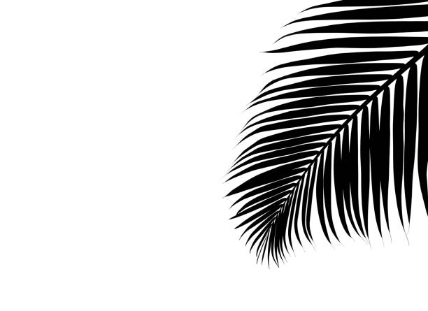 Detail Palm Leaf Silhouette Png Nomer 10