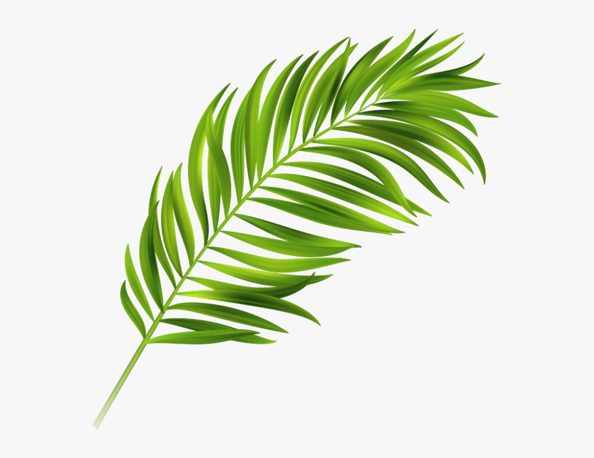 Detail Palm Leaves Png Nomer 14