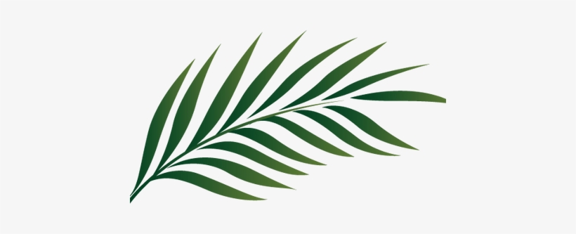 Detail Palm Leaves Png Nomer 4