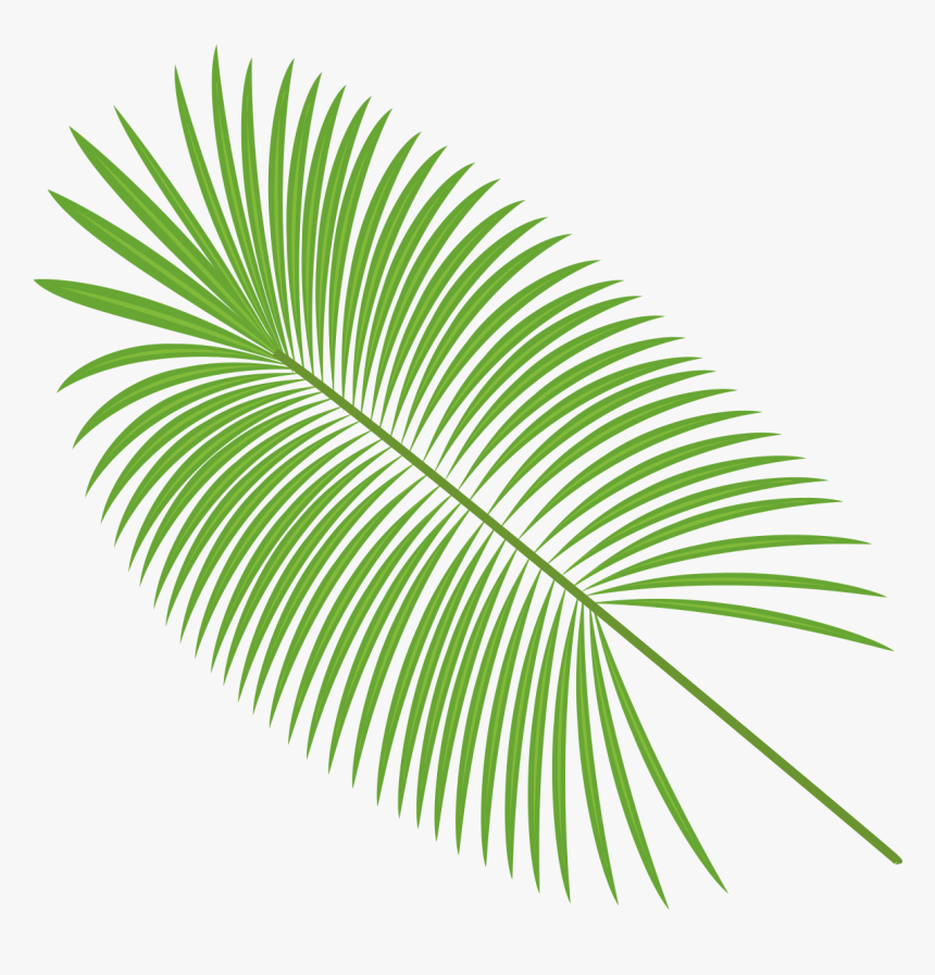 Detail Palm Leaves Png Nomer 45