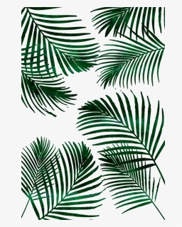 Detail Palm Leaves Png Nomer 50