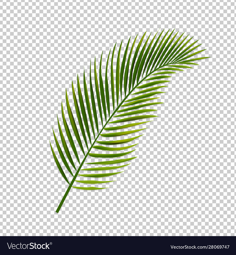 Palm Leaves Transparent Background - KibrisPDR