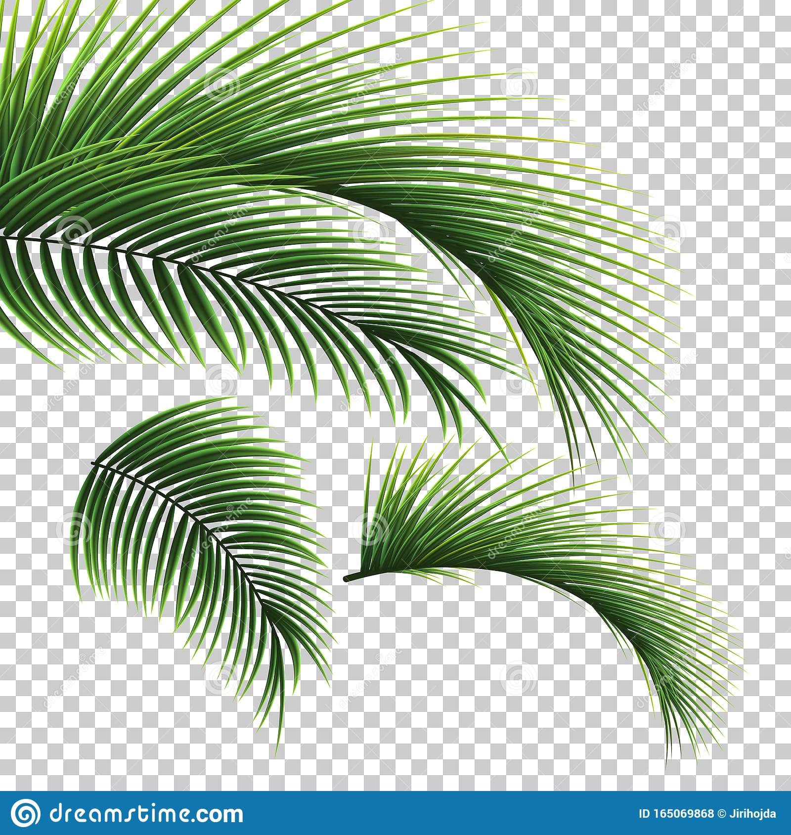 Detail Palm Leaves Transparent Background Nomer 11