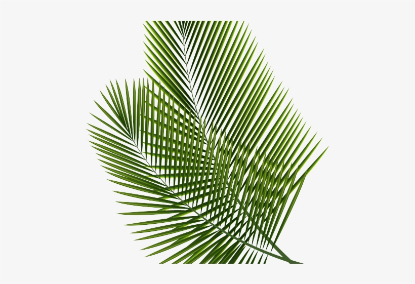 Detail Palm Leaves Transparent Background Nomer 12