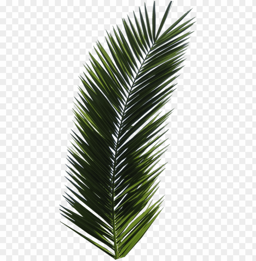Detail Palm Leaves Transparent Background Nomer 15
