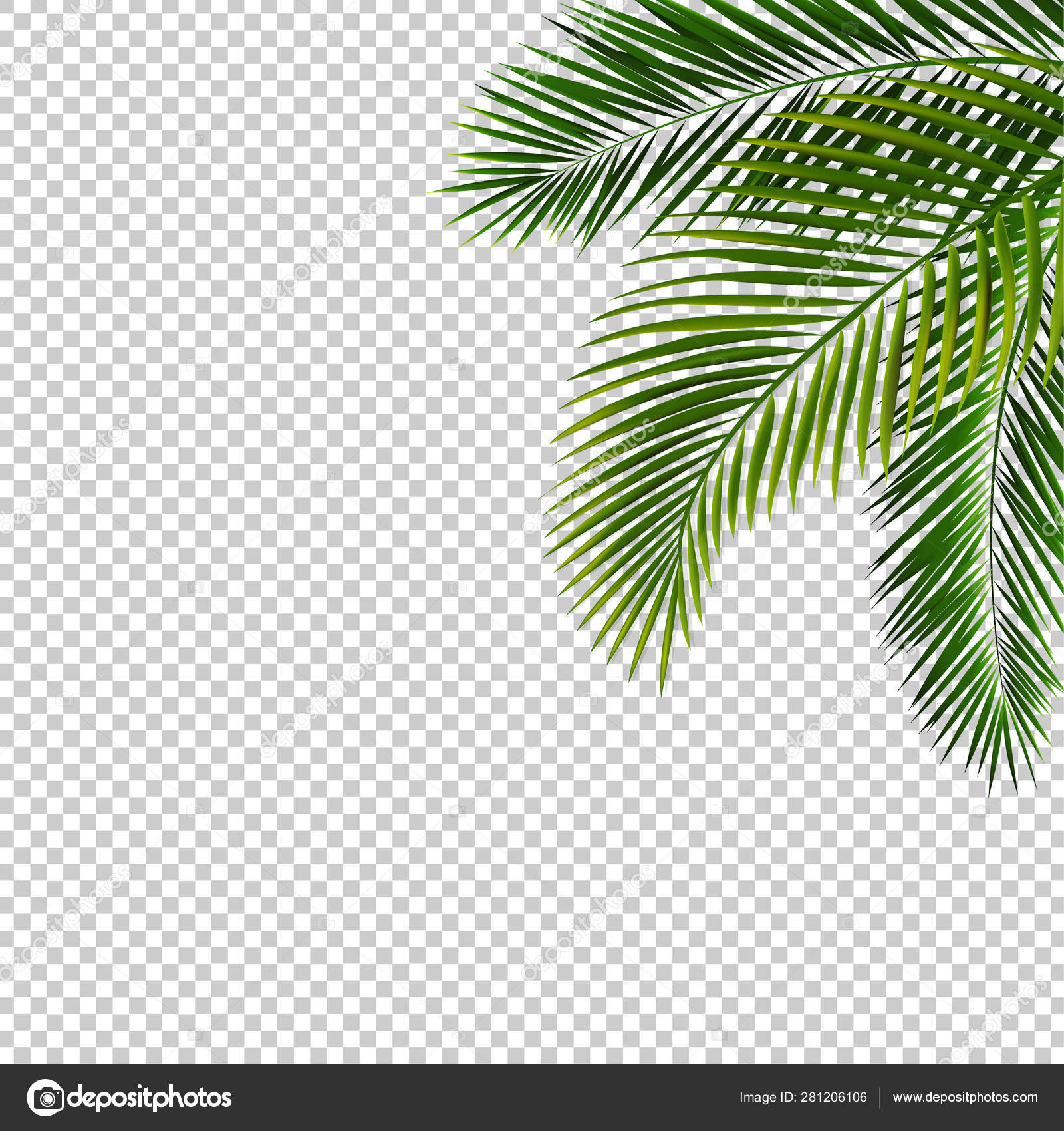 Detail Palm Leaves Transparent Background Nomer 20