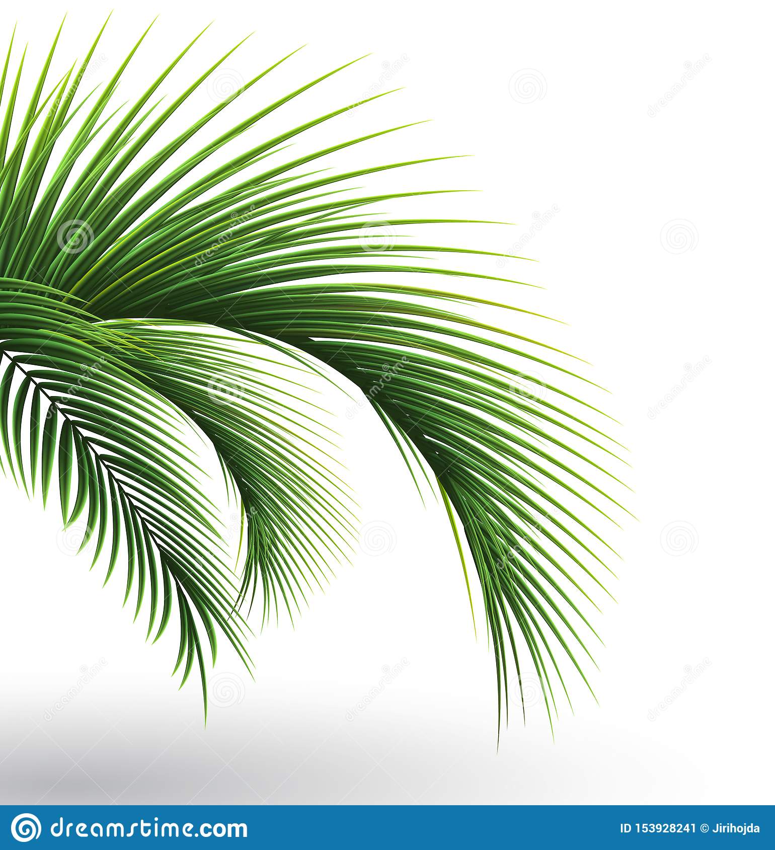 Detail Palm Leaves Transparent Background Nomer 22