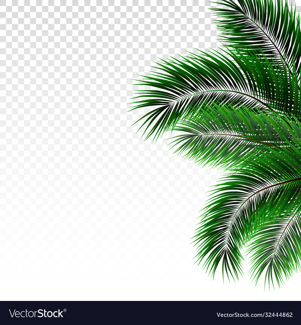 Detail Palm Leaves Transparent Background Nomer 23