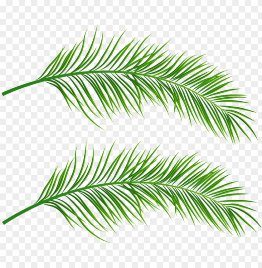 Detail Palm Leaves Transparent Background Nomer 24