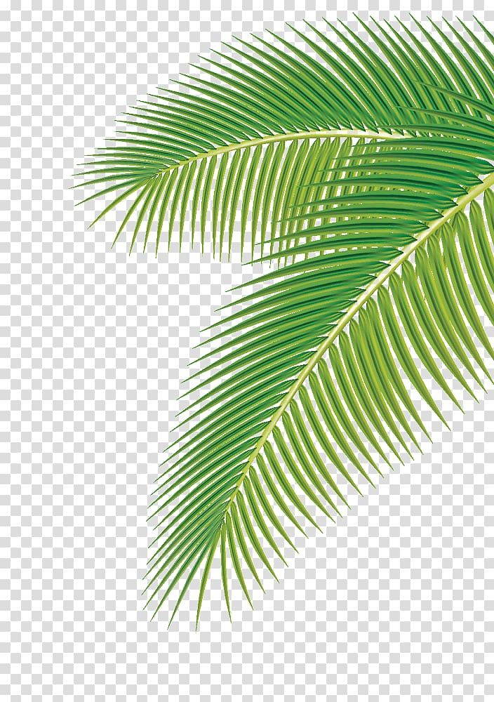 Detail Palm Leaves Transparent Background Nomer 26