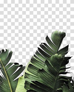 Detail Palm Leaves Transparent Background Nomer 28