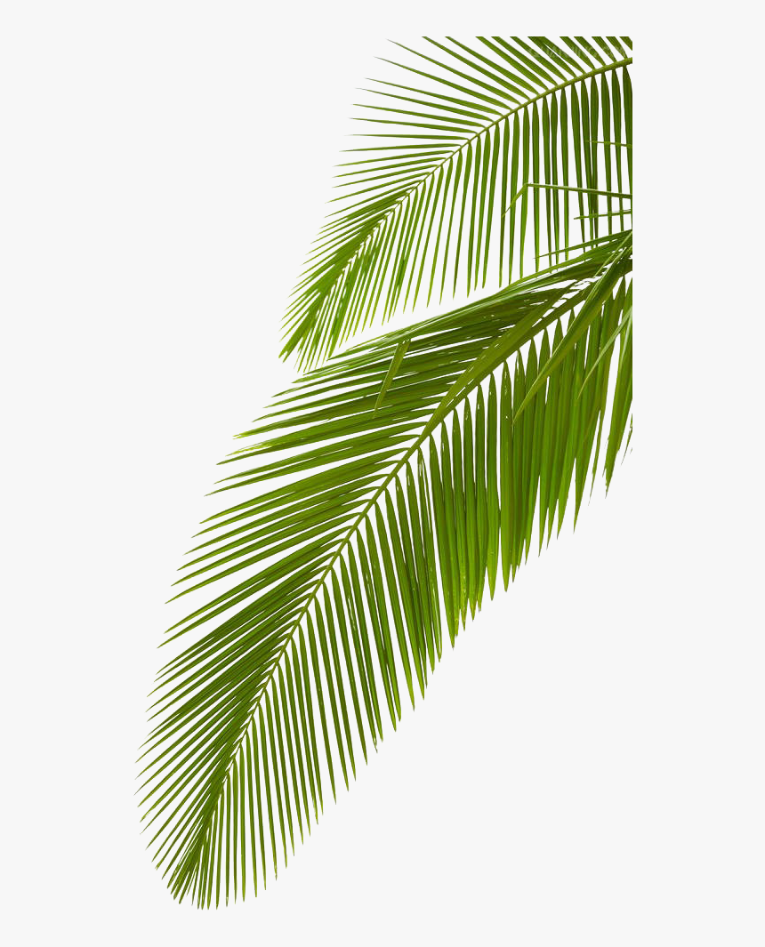 Detail Palm Leaves Transparent Background Nomer 4