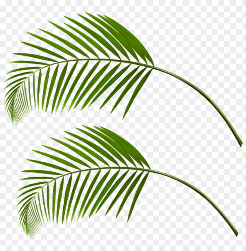 Detail Palm Leaves Transparent Background Nomer 30