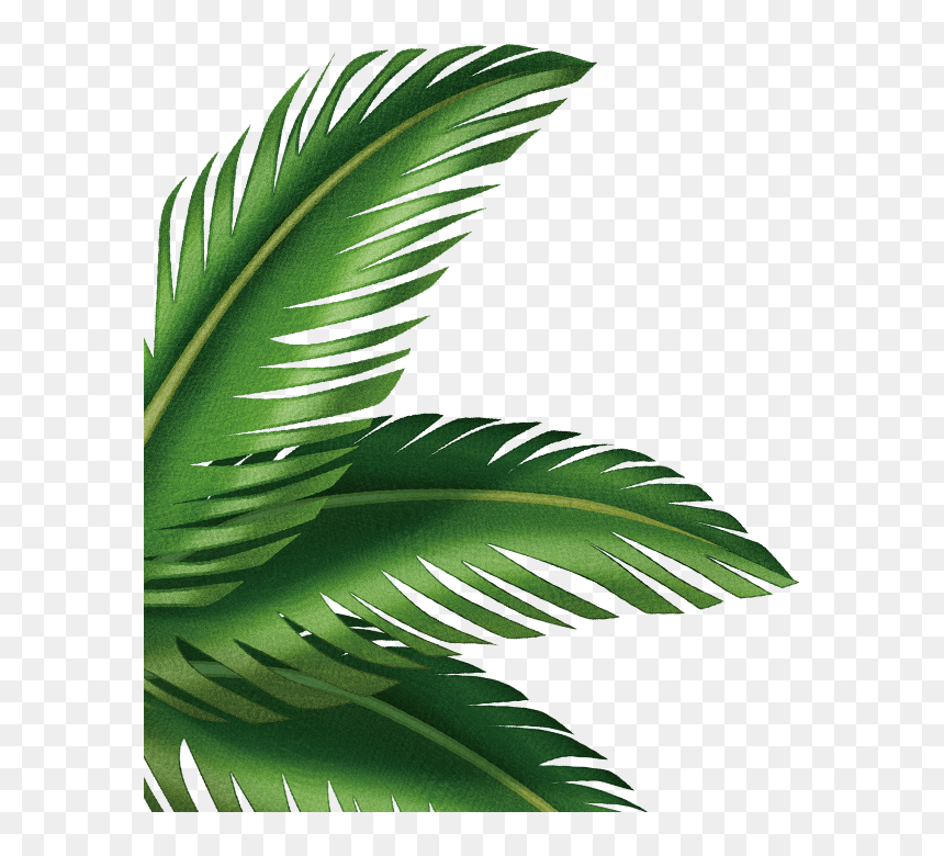 Detail Palm Leaves Transparent Background Nomer 31