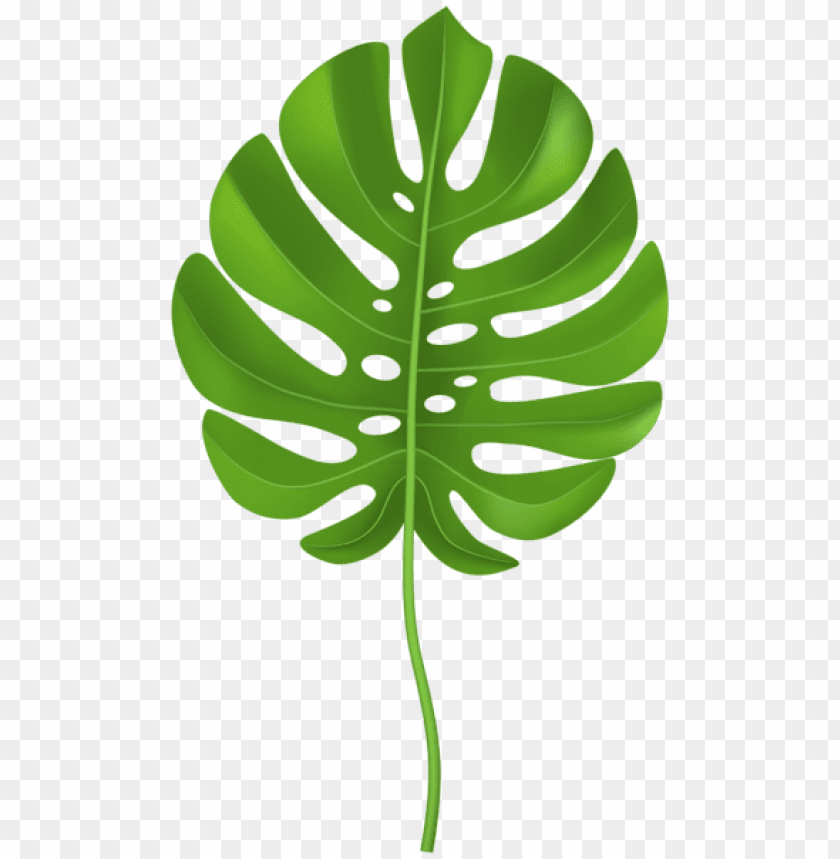 Detail Palm Leaves Transparent Background Nomer 32