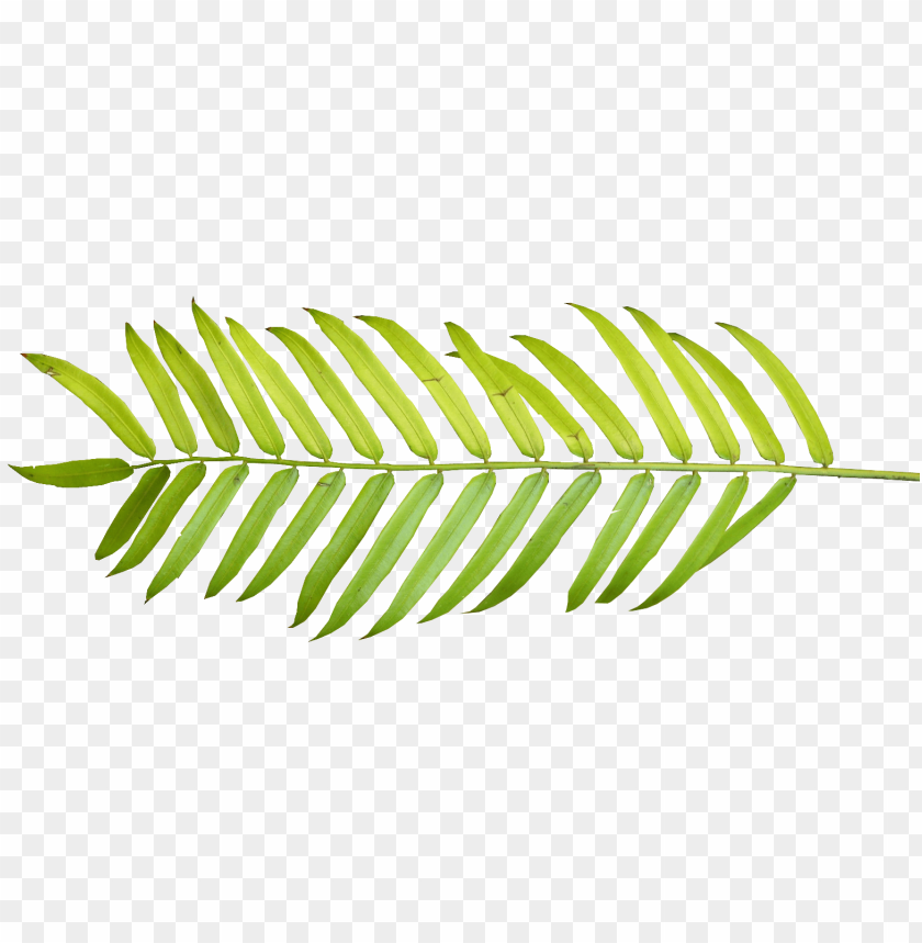 Detail Palm Leaves Transparent Background Nomer 33