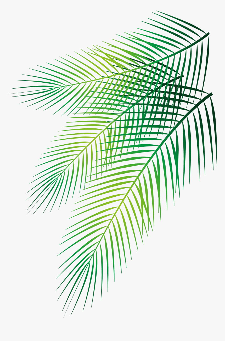 Detail Palm Leaves Transparent Background Nomer 35