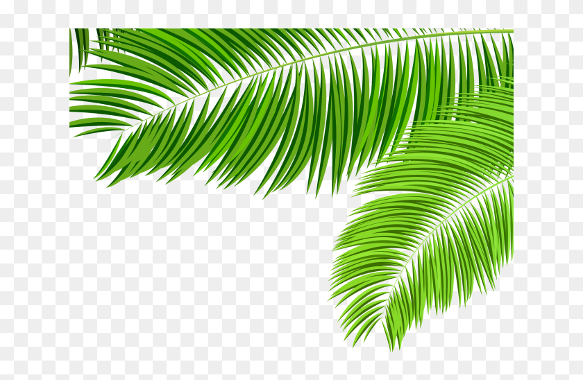 Detail Palm Leaves Transparent Background Nomer 36