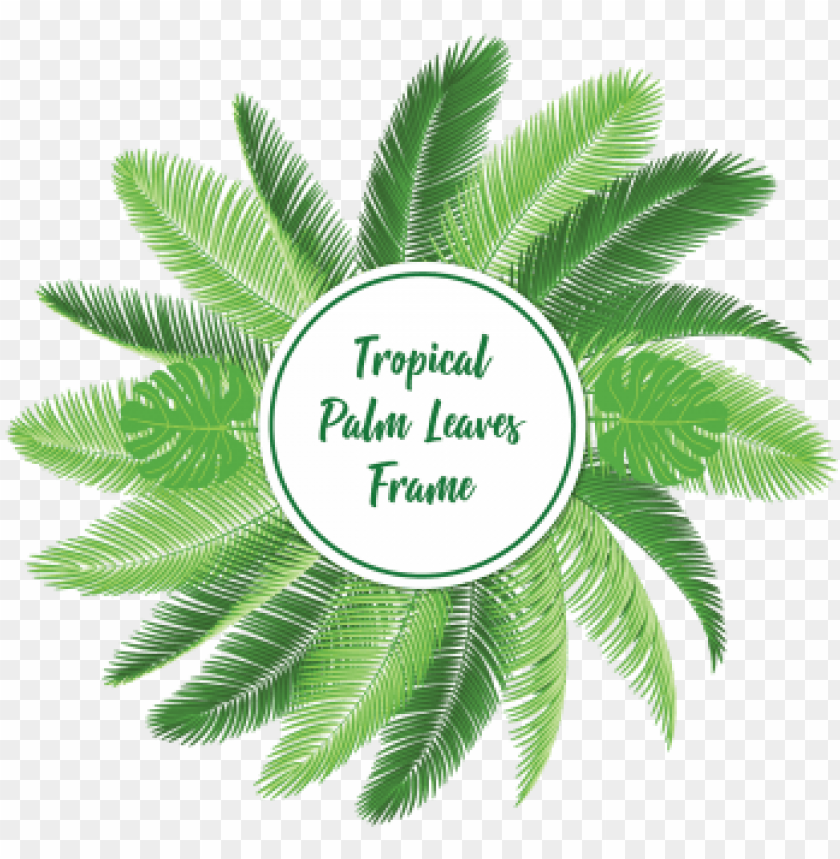 Detail Palm Leaves Transparent Background Nomer 37