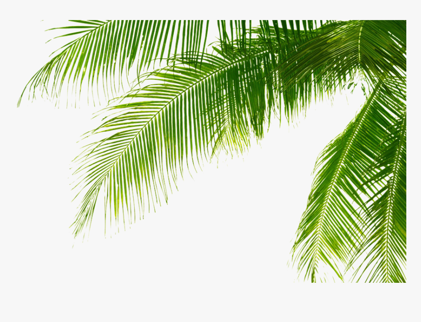 Detail Palm Leaves Transparent Background Nomer 38