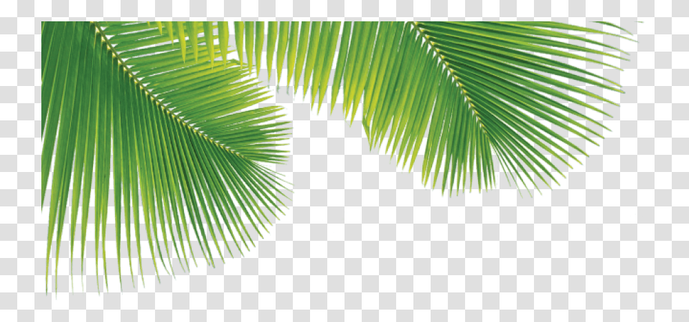 Detail Palm Leaves Transparent Background Nomer 42