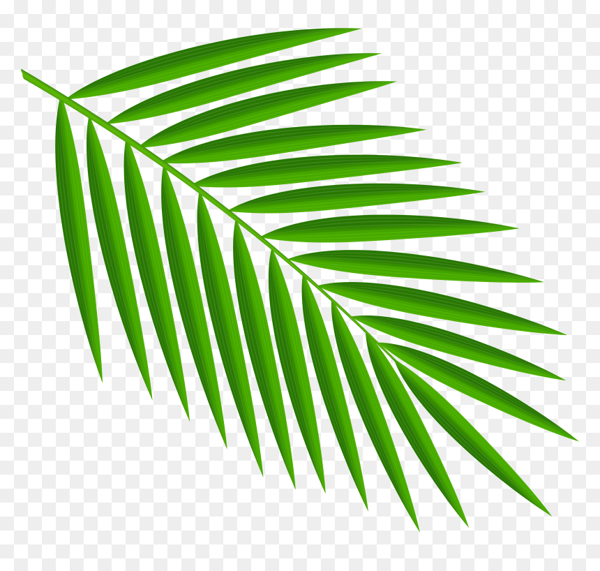 Detail Palm Leaves Transparent Background Nomer 44