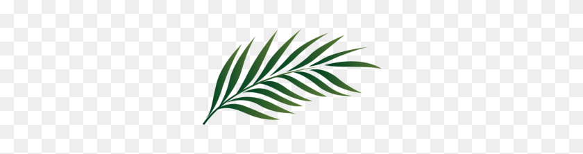 Detail Palm Leaves Transparent Background Nomer 47