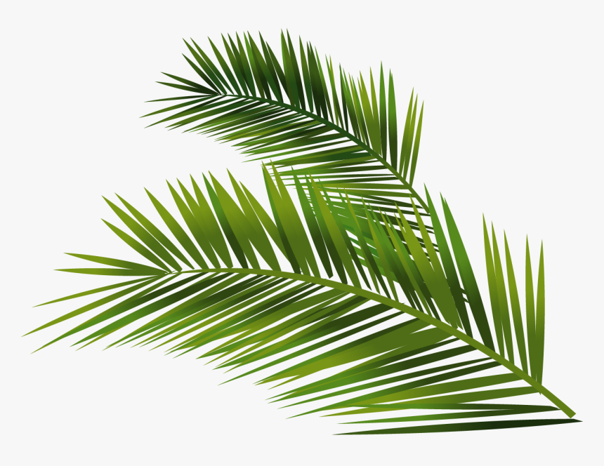 Detail Palm Leaves Transparent Background Nomer 48