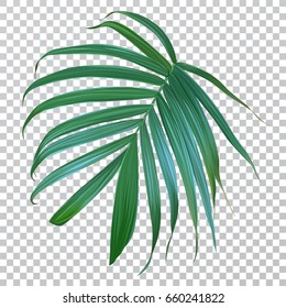 Detail Palm Leaves Transparent Background Nomer 49