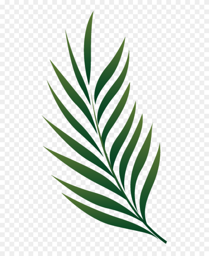 Detail Palm Leaves Transparent Background Nomer 51