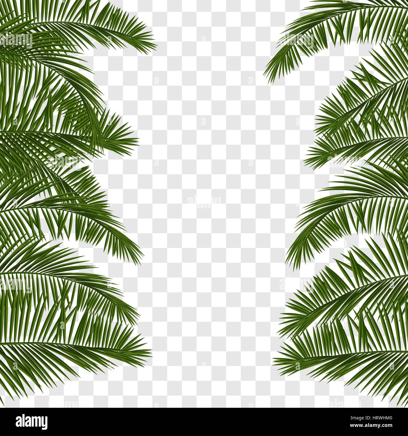 Detail Palm Leaves Transparent Background Nomer 52