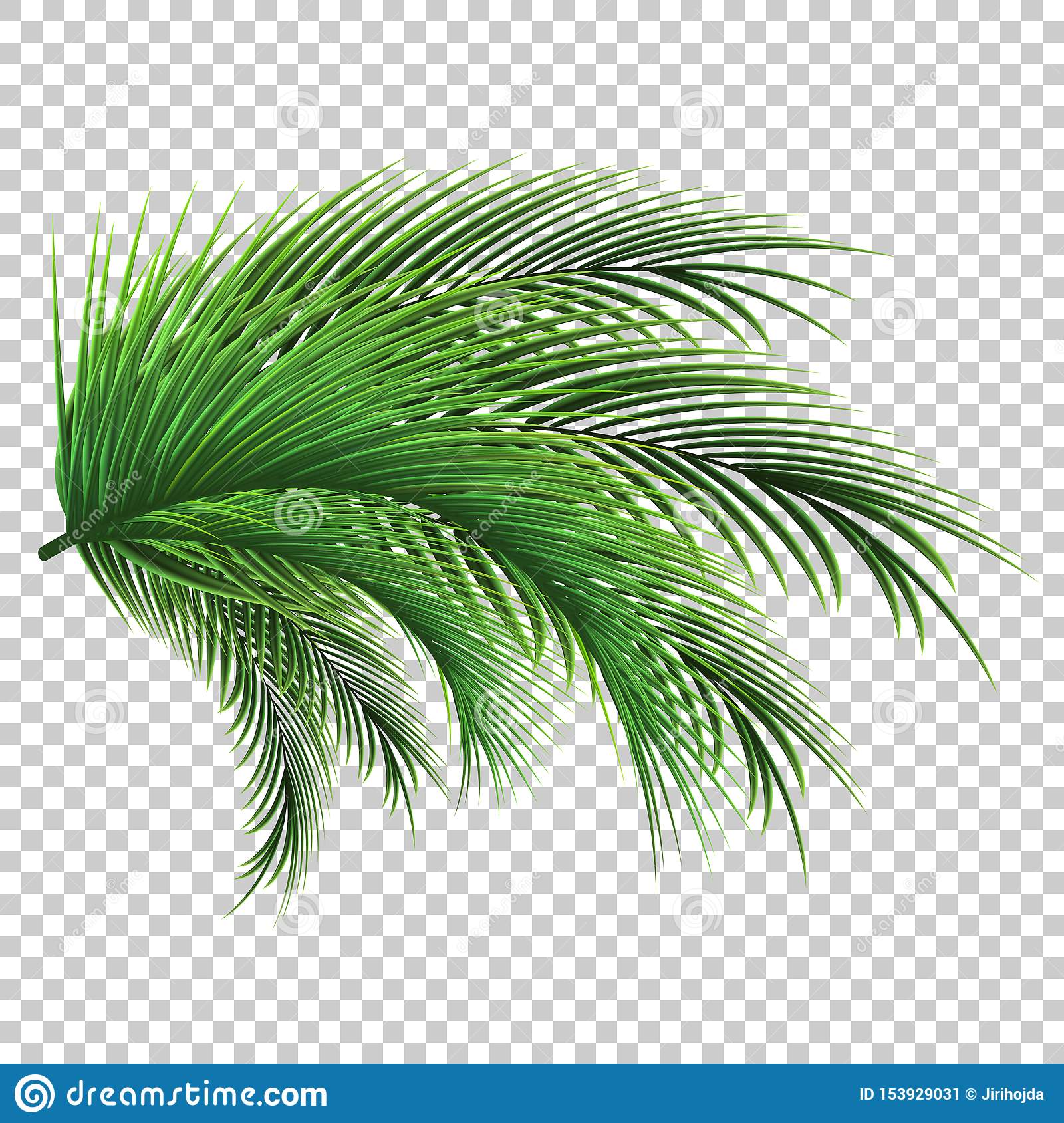 Detail Palm Leaves Transparent Background Nomer 53