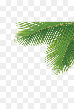 Detail Palm Leaves Transparent Background Nomer 54