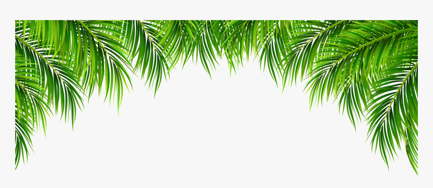 Detail Palm Leaves Transparent Background Nomer 55