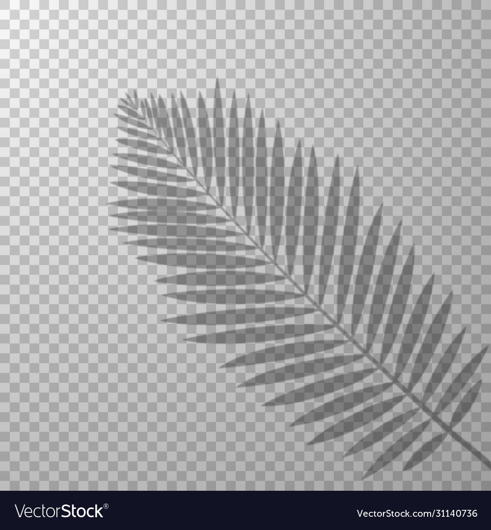 Detail Palm Leaves Transparent Background Nomer 56