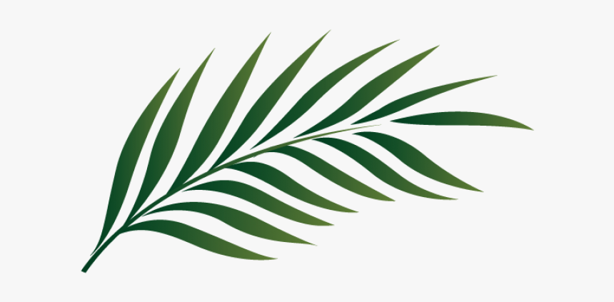 Detail Palm Leaves Transparent Background Nomer 57