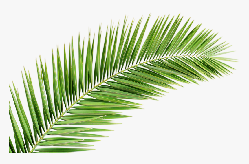 Detail Palm Leaves Transparent Background Nomer 7