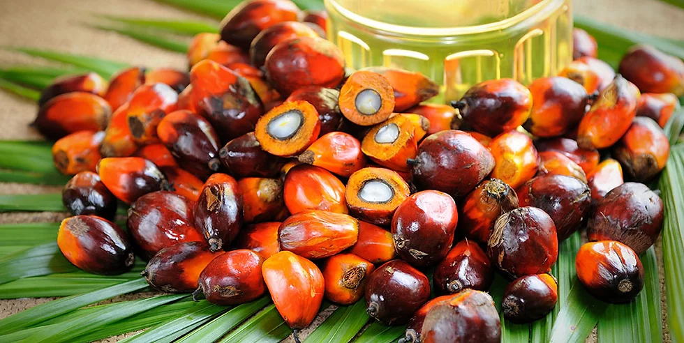 Detail Palm Oil Hd Nomer 42