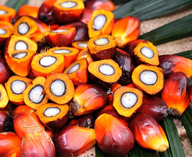 Detail Palm Oil Hd Nomer 44