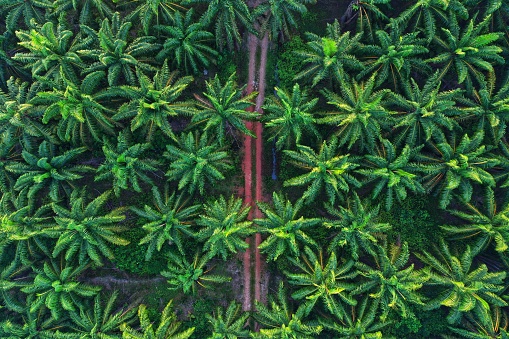 Detail Palm Oil Hd Nomer 56