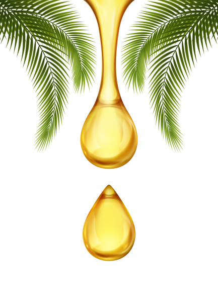 Detail Palm Oil Tree Png Nomer 29