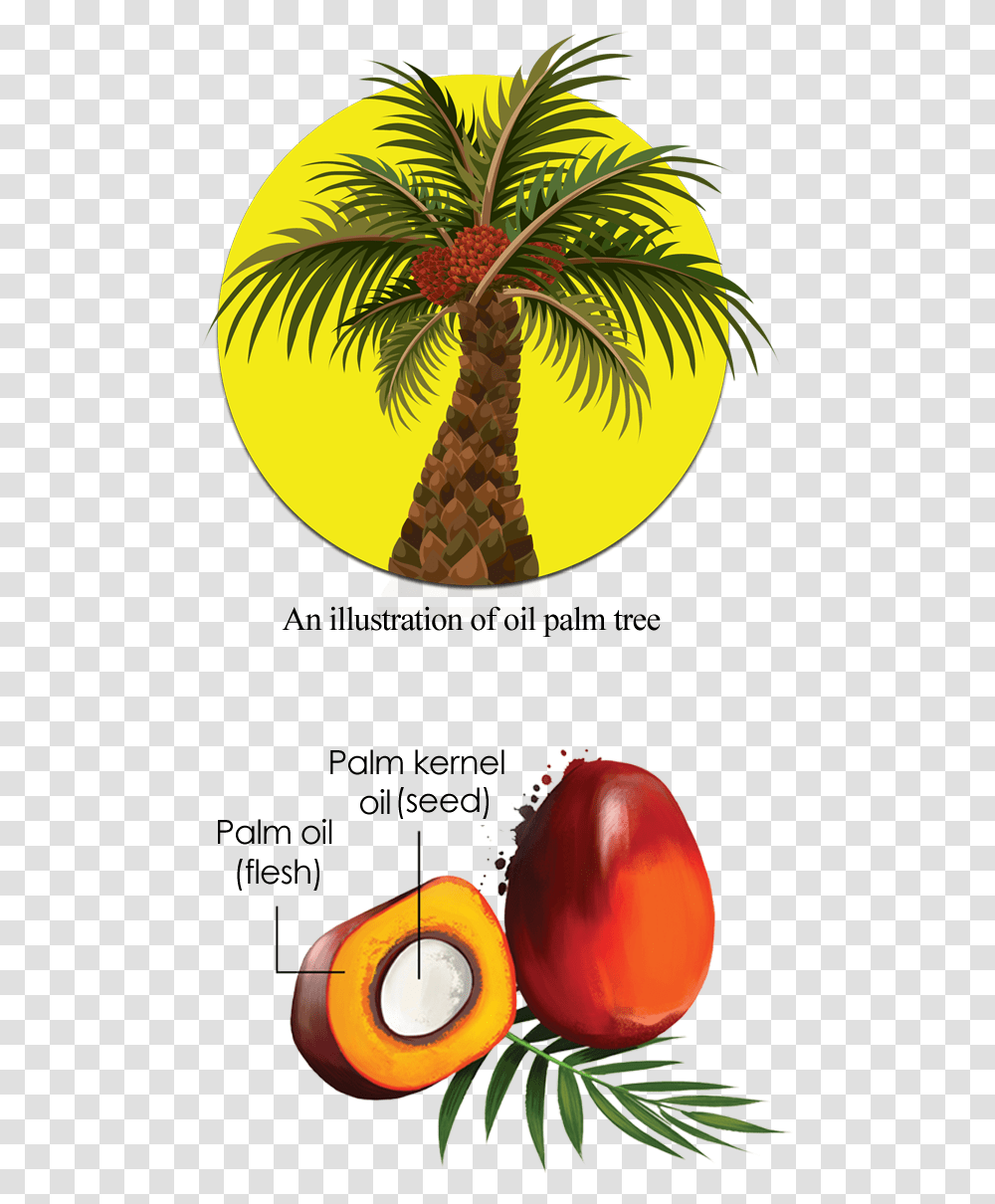 Detail Palm Oil Tree Png Nomer 35