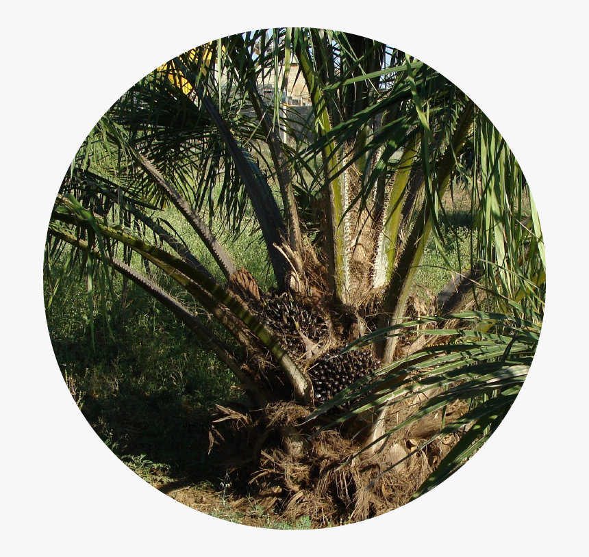 Detail Palm Oil Tree Png Nomer 56