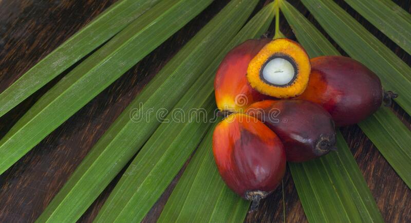 Detail Palm Oil Wallpaper Nomer 11