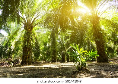 Detail Palm Oil Wallpaper Nomer 19