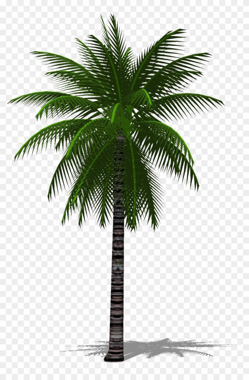 Detail Palm Png Nomer 41