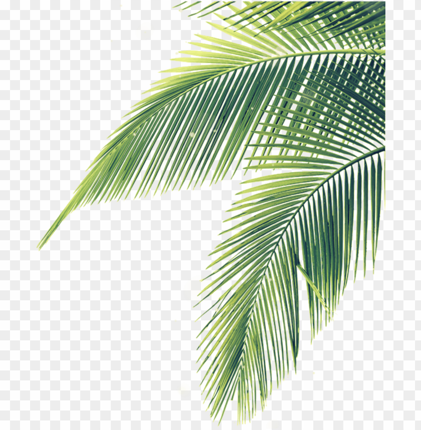 Detail Palm Transparent Nomer 17