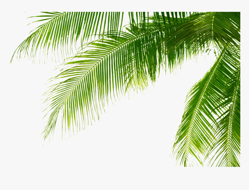Detail Palm Transparent Nomer 19